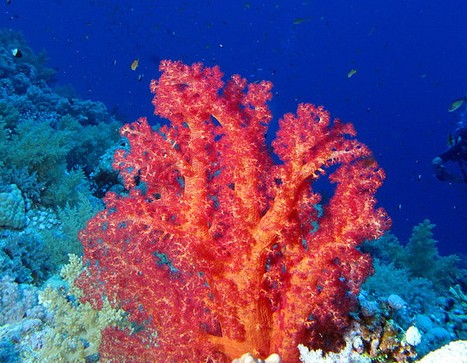 珊瑚採取 | サンゴ ダイビング | 初めてのシュノーケリング ダイビング ...