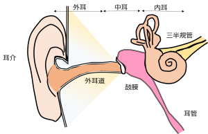 耳管